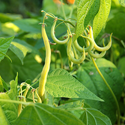 Buschbohnensamen