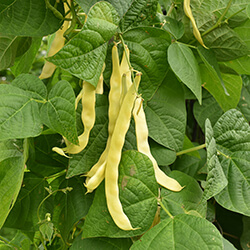Stangenbohnensamen