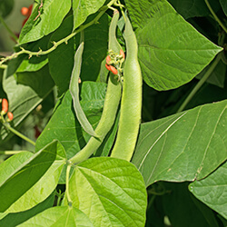 Prunkbohnensamen