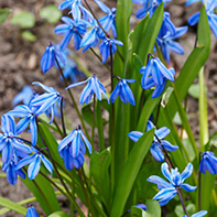 Blausternzwiebeln