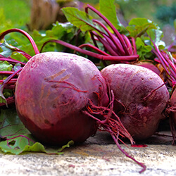 Rote Beetesamen