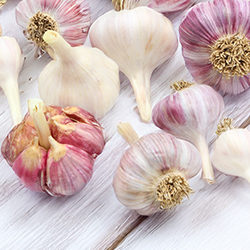 Pflanzknoblauch