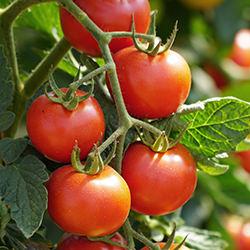 Tomatensamen