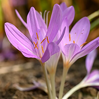 Herbstzeitlosezwiebeln