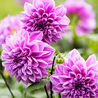 Dahliensamen