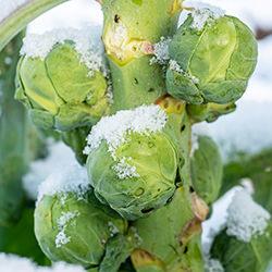Wintergemüse