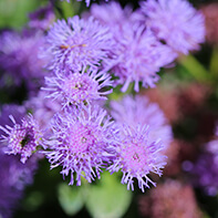 Leberbalsamsamen