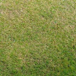 Loretta Trockenrasen