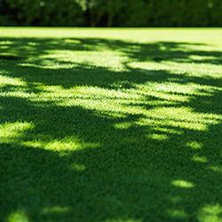 Loretta Schattenrasen