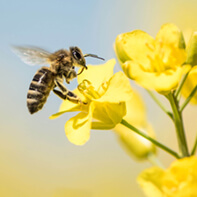 Insekten