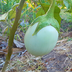 Eierbaumsamen