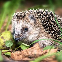 Igel