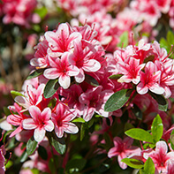 Azaleensamen