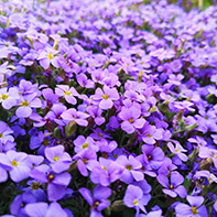 Blaukissensamen