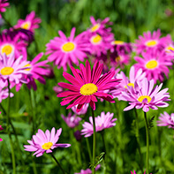 Wucherblumensamen