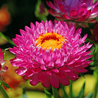Strohblumensamen
