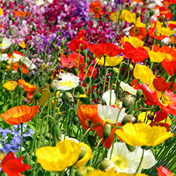 Blumensamen