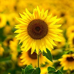 Sonnenblumensamen