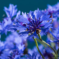 Kornblumensamen