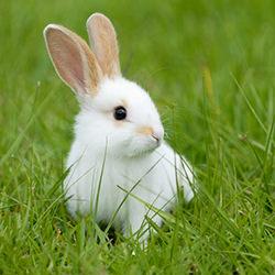 Kaninchen