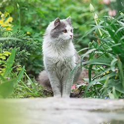 Katzen