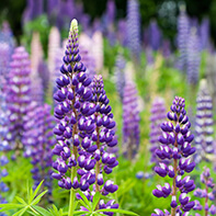 Lupinensamen