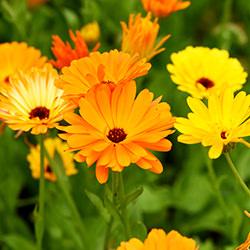 Ringelblumensamen