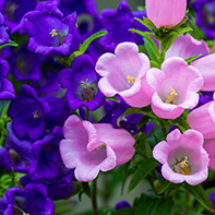 Glockenblumensamen