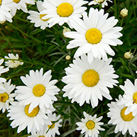 Margeritensamen