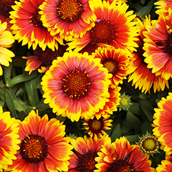 Kokardenblumensamen