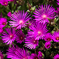Mittagsblumensamen