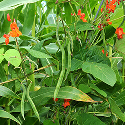Feuerbohnensamen