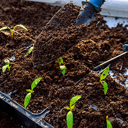 Anzucht & Aussaaterden
