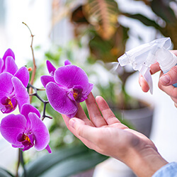Orchideendünger