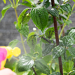 Ungezieferbekämpfung