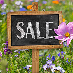 Blumenwiesen Sale