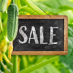 Gemüsesamen Sale
