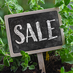 Kräutersamen Sale