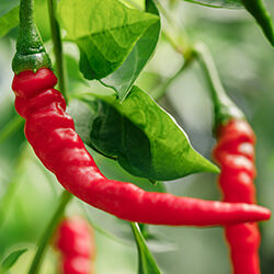 Cayennechilipflanzen