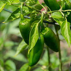 Jalapeñopflanzen