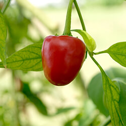 Kirschchilipflanzen