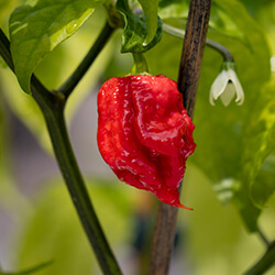 Reaper Chilipflanzen