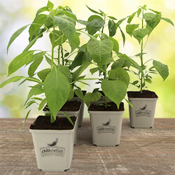 Chilipflanzen-Sets