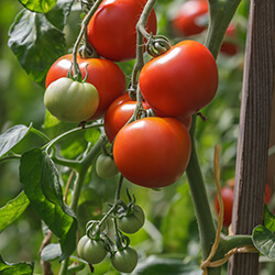 Tomatenpflanzen Samenhaus Samen & Sämereien