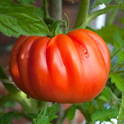 Fleischtomatenpflanzen