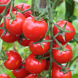 Kirschtomatenpflanzen