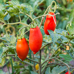 Tomatenpflanzen Samenhaus Samen & Sämereien