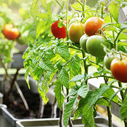Tomatenpflanzen Samenhaus Samen & Sämereien