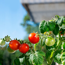 Balkontomatensamen
