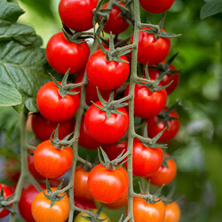 Cherrytomatensamen